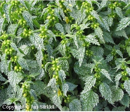 Keltapeippi - gulplister - Lamium galeobdolon 'Herman's Pride'